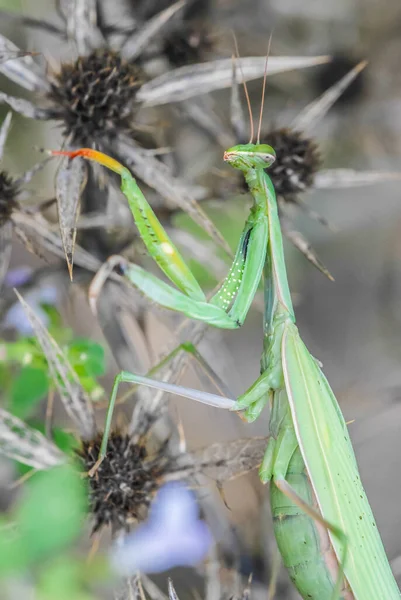 Mantis Mantodea Insect Close — Stock Photo, Image