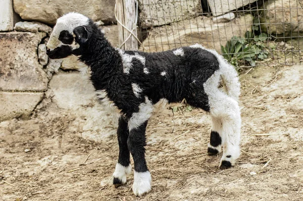 Little Goat Farm — Stock fotografie