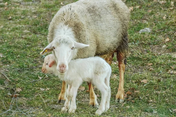 Çayırdaki Beyaz Koyun — Stok fotoğraf