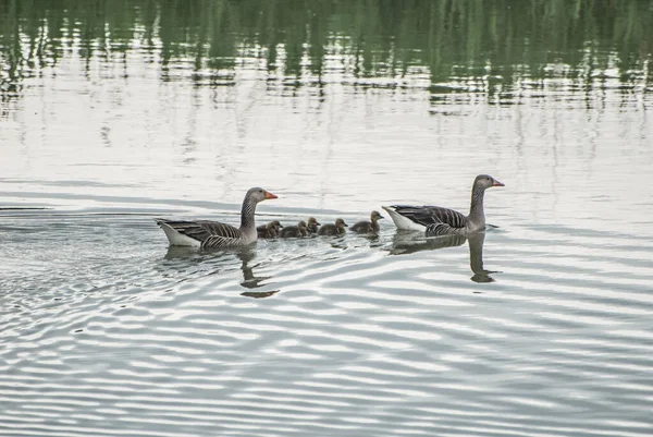 Geese Goslings River — Fotografia de Stock