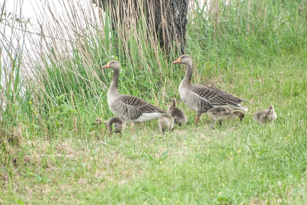 Geese Goslings Grass — Stockfoto