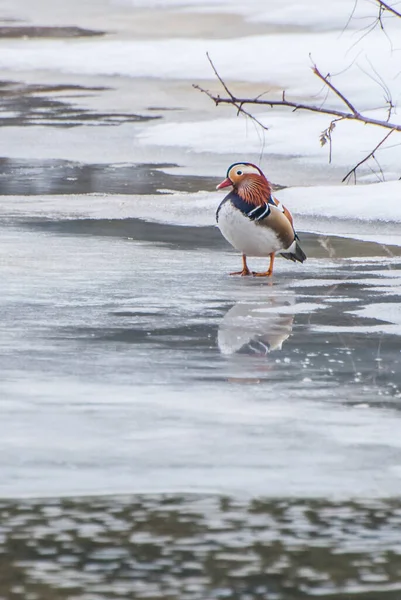 Small Mandarin Duck Lake — Fotografia de Stock