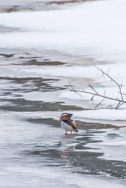 Small Mandarin Duck Lake — Stockfoto