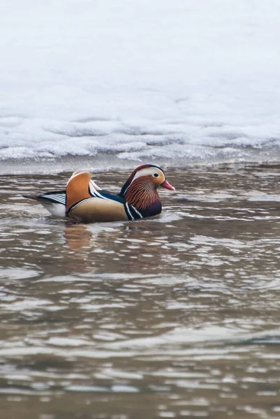 Small Mandarin Duck Lake — Fotografia de Stock