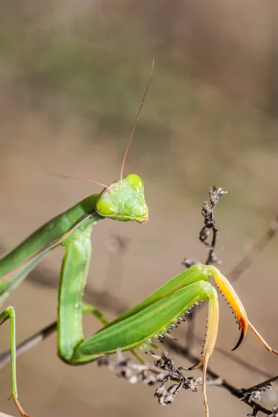Mantis Mantodea Insect Close — Fotografia de Stock