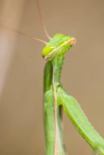 Mantis Mantodea Insect Close — ストック写真