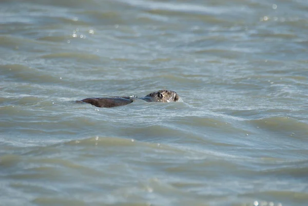 海狸鼠在水中游泳 — 图库照片