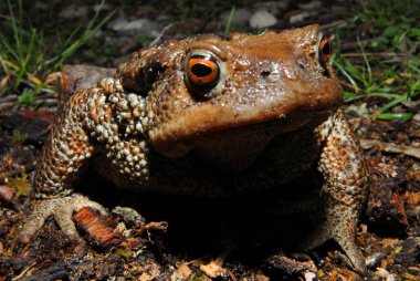 Bir kurbağa, Anura tarikatının çeşitli ve büyük ölçüde etobur, kısa gövdeli, kuyruksuz amfibiler grubunun üyesi.