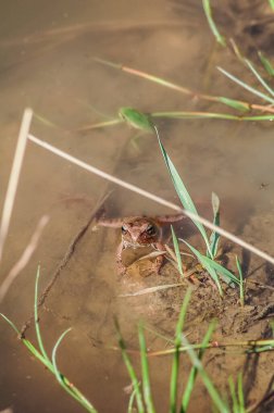 Bir kurbağa, Anura tarikatının çeşitli ve büyük ölçüde etobur, kısa gövdeli, kuyruksuz amfibiler grubunun üyesi.