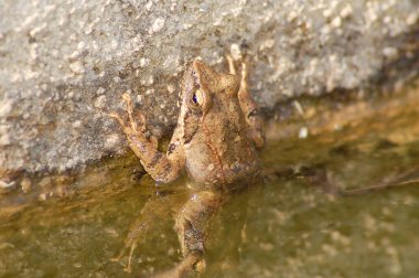Bir kurbağa, Anura tarikatının çeşitli ve büyük ölçüde etobur, kısa gövdeli, kuyruksuz amfibiler grubunun üyesi.
