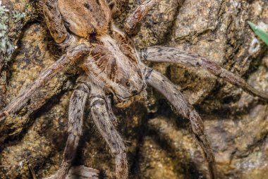 Spider (order Araneae) are air-breathing arthropod