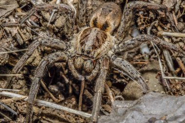 Spider (order Araneae) are air-breathing arthropod