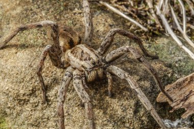 Spider (order Araneae) are air-breathing arthropod