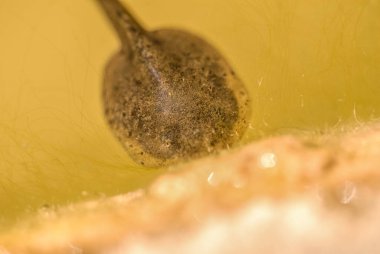 Akvaryumda yüzen ağaç kurbağasının yakın çekim makrosu 