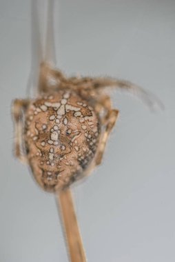 Spider (order Araneae) are air-breathing arthropod