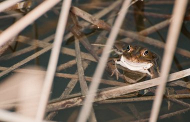 Bir kurbağa, Anura tarikatının çeşitli ve büyük ölçüde etobur, kısa gövdeli, kuyruksuz amfibiler grubunun üyesi.
