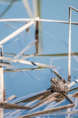 Bir kurbağa, Anura tarikatının çeşitli ve büyük ölçüde etobur, kısa gövdeli, kuyruksuz amfibiler grubunun üyesi.