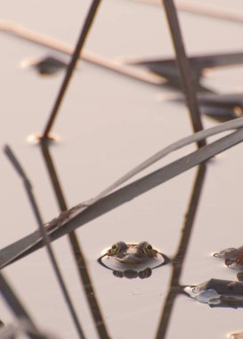 Bir kurbağa, Anura tarikatının çeşitli ve büyük ölçüde etobur, kısa gövdeli, kuyruksuz amfibiler grubunun üyesi.