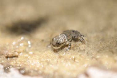 Bir kurbağa, Anura tarikatının çeşitli ve büyük ölçüde etobur, kısa gövdeli, kuyruksuz amfibiler grubunun üyesi.