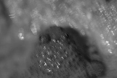 Bir kurbağa, Anura tarikatının çeşitli ve büyük ölçüde etobur, kısa gövdeli, kuyruksuz amfibiler grubunun üyesi.