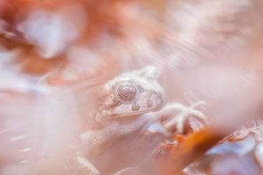 Bir kurbağa, Anura tarikatının çeşitli ve büyük ölçüde etobur, kısa gövdeli, kuyruksuz amfibiler grubunun üyesi.