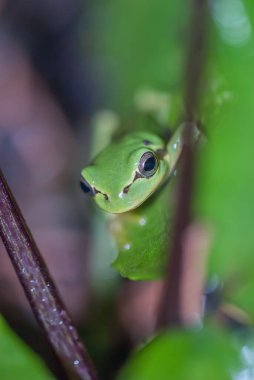 green tree frog, close-up view
