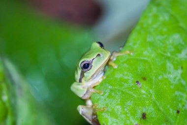 green tree frog, close-up view