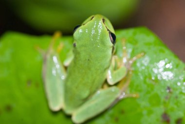 green tree frog, close-up view