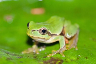green tree frog, close-up view