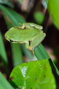 green tree frog, close-up view