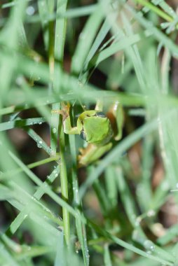 green tree frog, close-up view