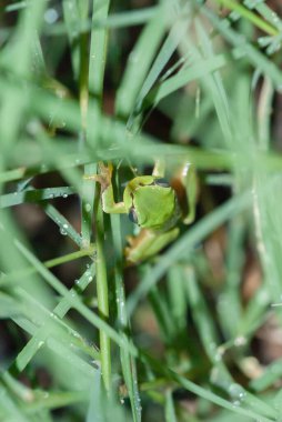 green tree frog, close-up view