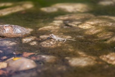 Bir kurbağa, Anura tarikatının çeşitli ve büyük ölçüde etobur, kısa gövdeli, kuyruksuz amfibiler grubunun üyesi.