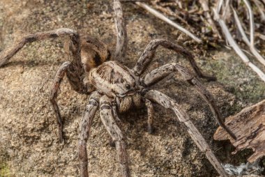 Spider (order Araneae) are air-breathing arthropod