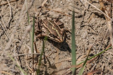  frog in pond, close-up view