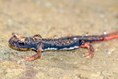 Kertenkele (alt Sauria) yakın plan