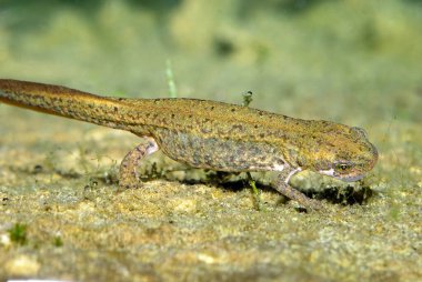 Kertenkele (alt Sauria) yakın plan