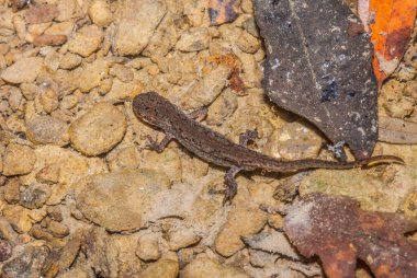 Kertenkele (alt Sauria) yakın plan