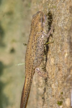 Kertenkele (alt Sauria) yakın plan