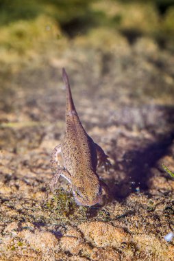 Kertenkele (alt Sauria) yakın plan