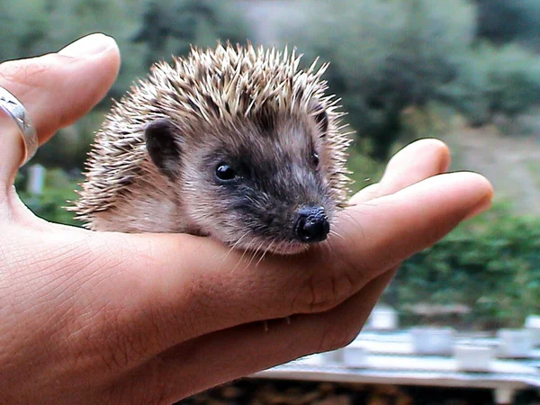 hedgehog in the hand of a man