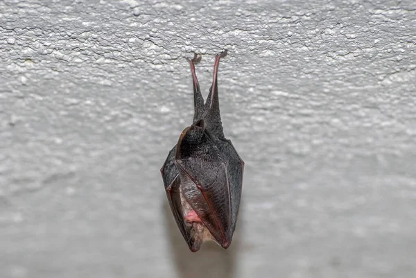 bat animal sleeping on ceiling