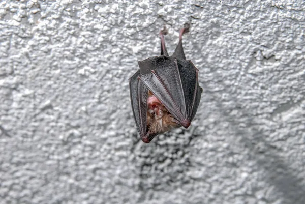 bat animal sleeping on ceiling