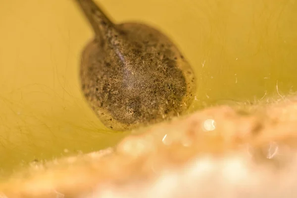 Closeup Macro Treefrog Tadpole Swimming Aquarium — Stock Photo, Image