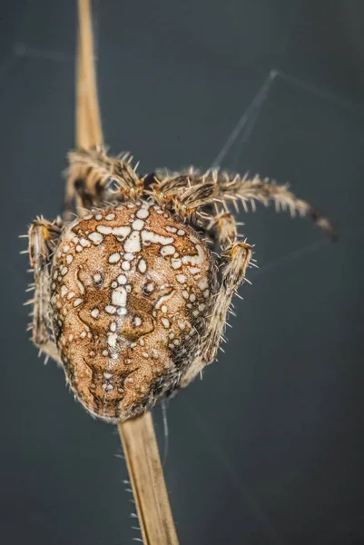 Spider Order Araneae Air Breathing Arthropod —  Fotos de Stock