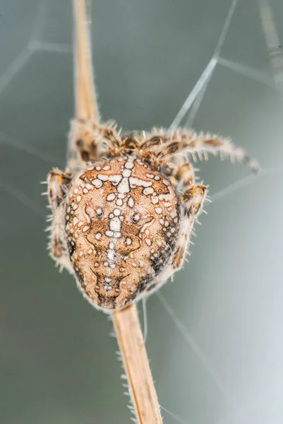 Spider Order Araneae Air Breathing Arthropod —  Fotos de Stock
