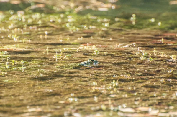 Frog Member Diverse Largely Carnivorous Group Short Bodied Tailless Amphibians — Fotografia de Stock