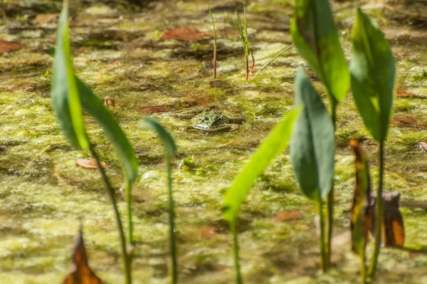 Frog Member Diverse Largely Carnivorous Group Short Bodied Tailless Amphibians —  Fotos de Stock