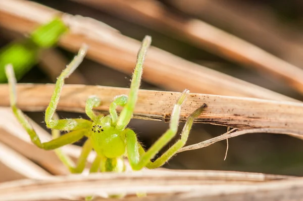 Spider Order Araneae Είναι Αρθρόποδα Που Αναπνέουν Αέρα — Φωτογραφία Αρχείου