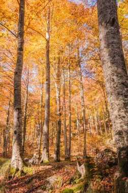güzel manzara ile sonbahar orman
